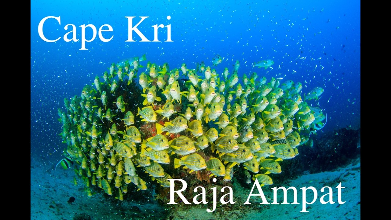 5分で紹介/ケープクリ/ラジャアンパット　introduction of Cape Kri at Raja Ampat