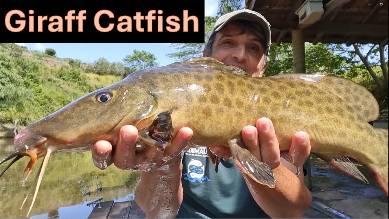 Peixe Muito Raro!! Giraff Catfish!!