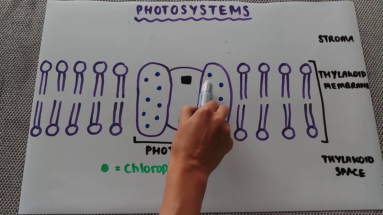 Photosystems