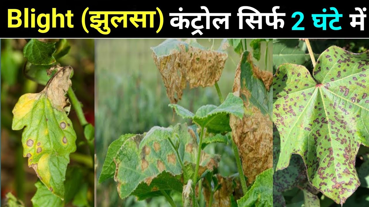 Blight control fungicide | Early blight | Late blight | Bacterial blight कंट्रोल सिर्फ 2 घंटे में