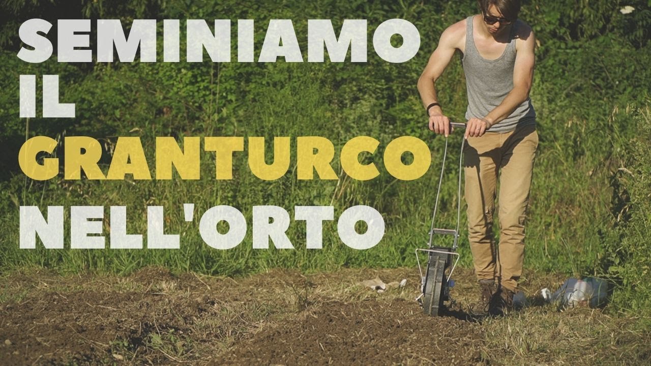 seminare il GRANTURCO (mais) nell'orto🌽