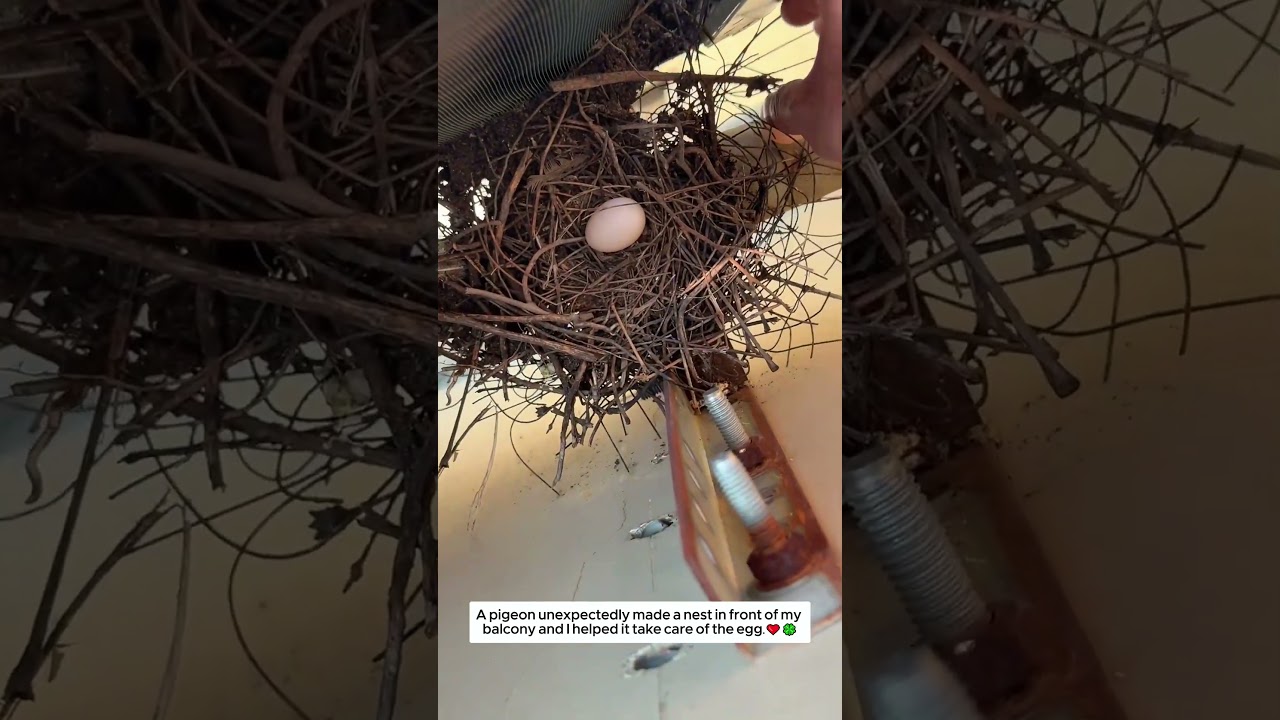 A pigeon built a nest on my balcony, and I cared for its egg. #animalshorts