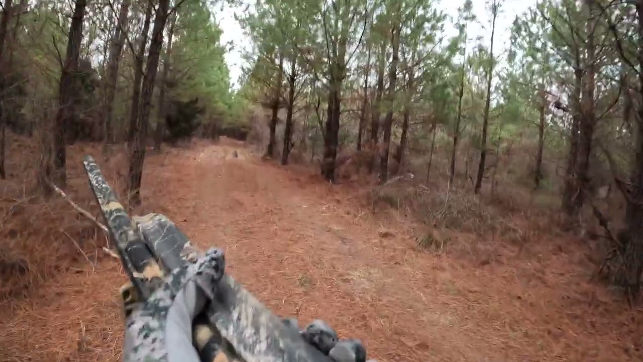 Deer Hunting with Dogs They Running in the SWAMP