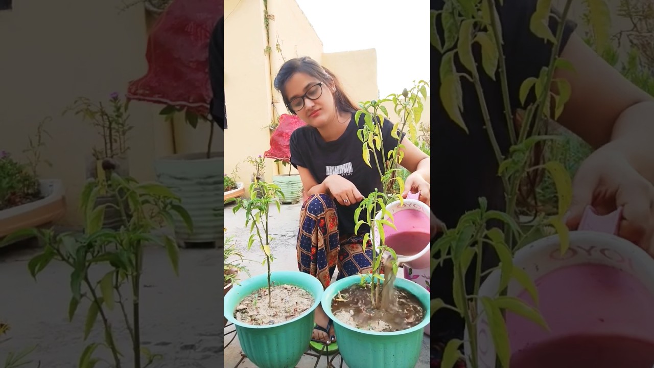 How to use Vermicompost in Summer's 🥵 गर्मियों के लिए ये है बेस्ट ठंडी खाद 🏡 #shorts #gardening