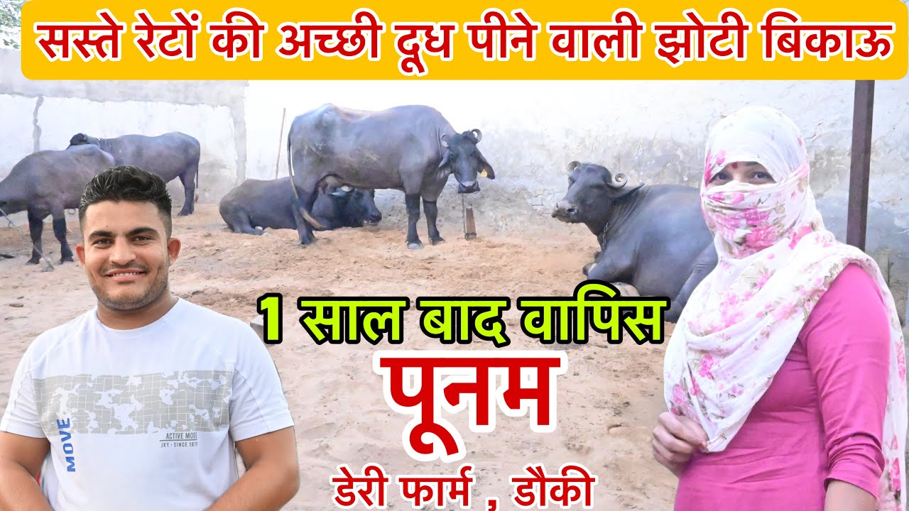 1 साल बाद वापिस - पूनम डेरी फार्म । सस्ते रेटों की अच्छी झोटी 📞 98124-75721