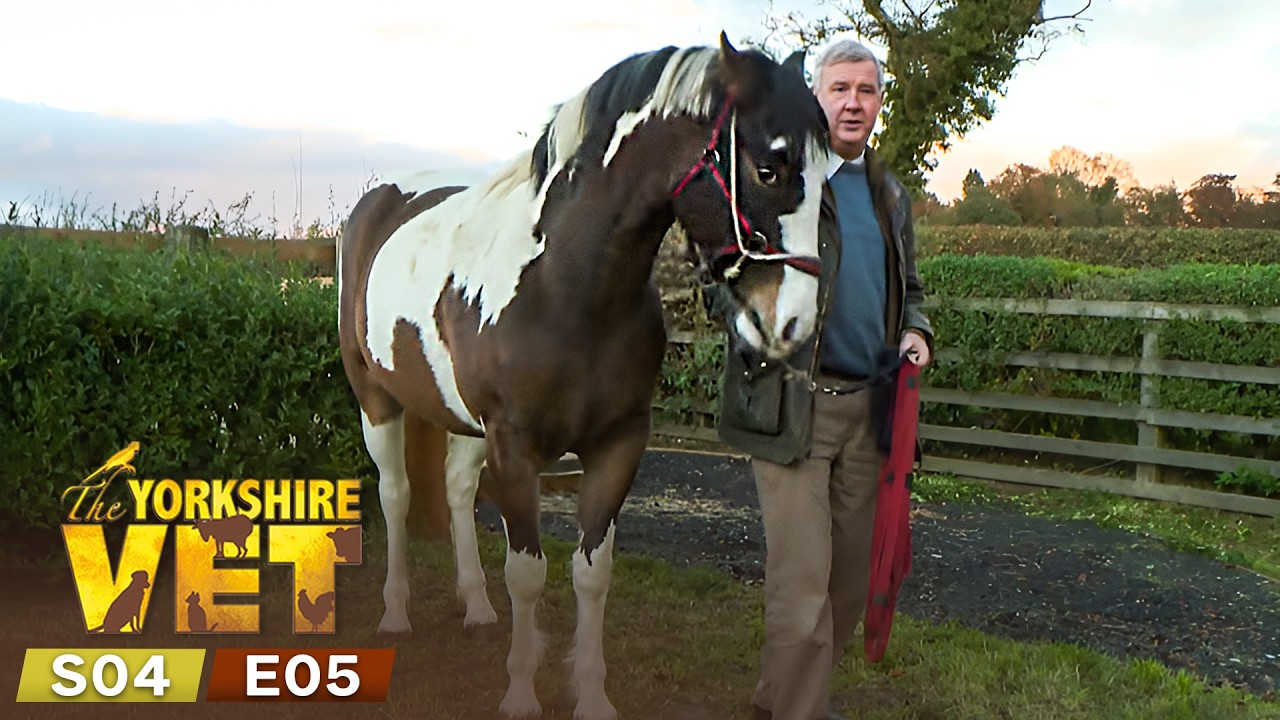The Yorkshire Vet Season 4 Episode 5 | Full Episode