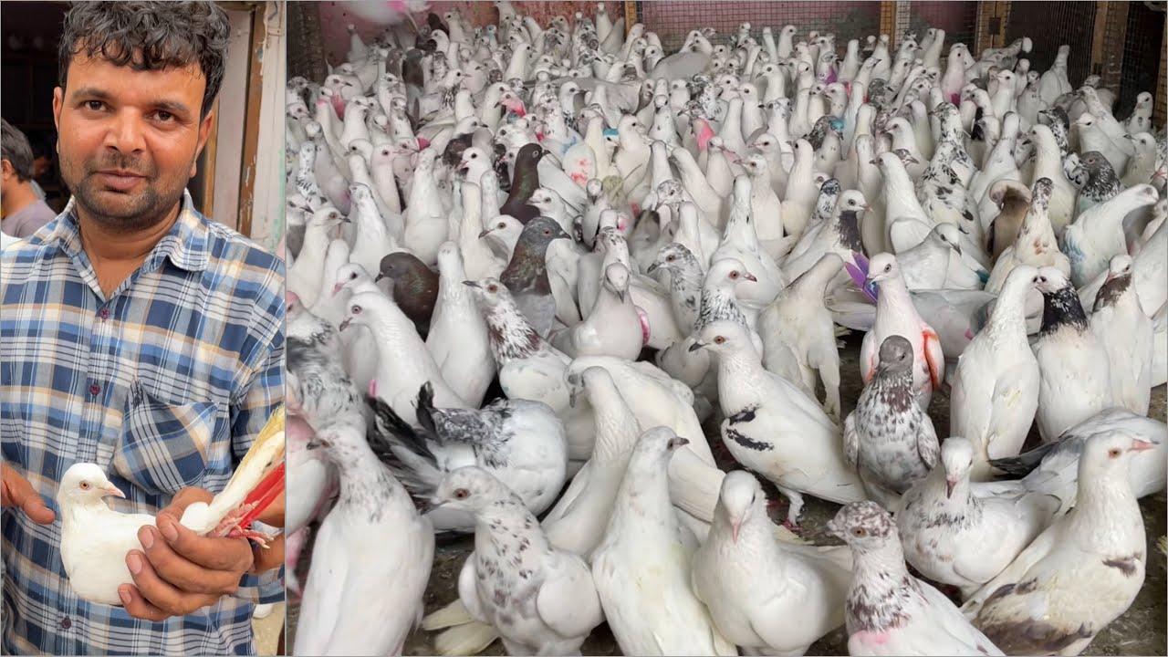 Shazad loni kabutar shop kabootar market loni sehzad pet shop Delhi white pigeons