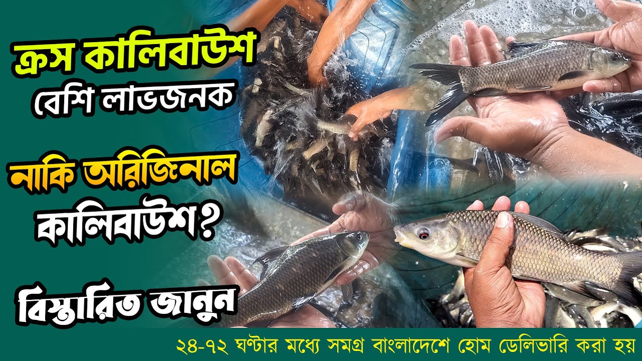 কোন কালিবাউশ মাছটা বেশি লাভজনক হবে বিস্তারিত জেনে নিন এই ভিডিও থেকে | মাছ চাষ