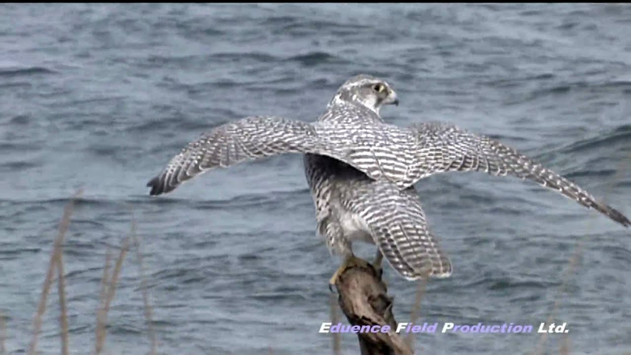 シロハヤブサ Gyrfalcon
