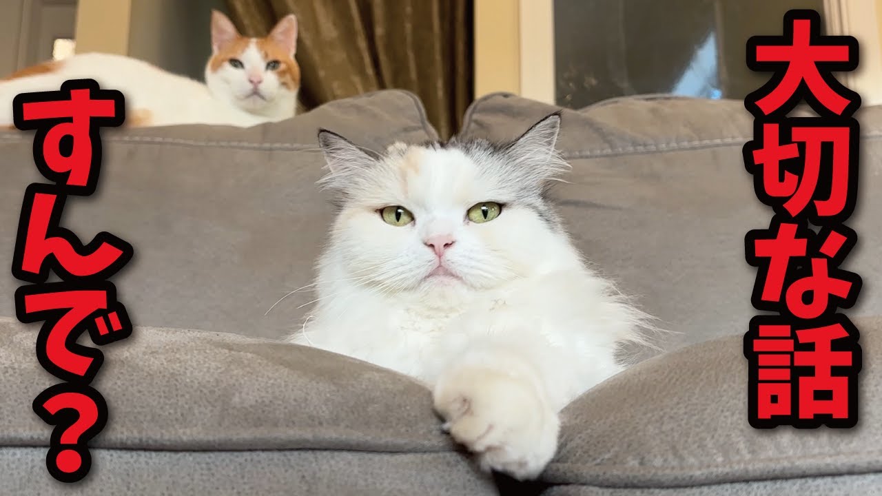 猫的に大切な話しまっせぇ〜
