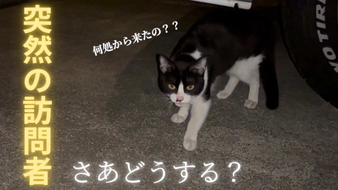 お腹すいたよ。空腹猫。さあどうする？？またまた保護は突然に。#保護猫#レスキュー#ねこ#猫#猫助け