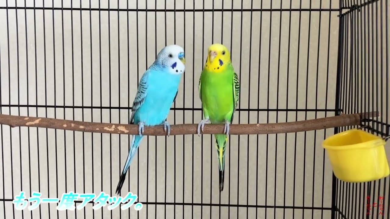 我が家のインコ　おーちゃんときーちゃん(168その1)　少しドタバタのインコ。