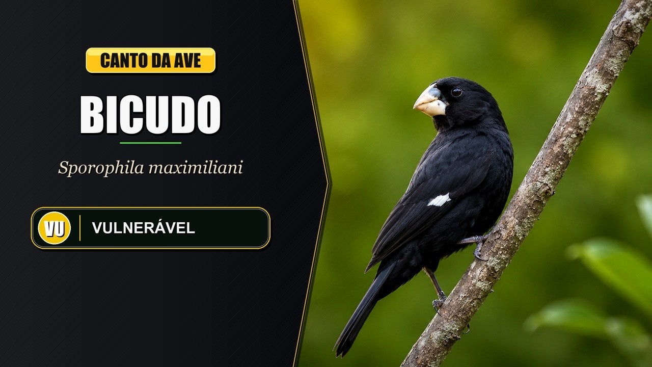 Canto do Bicudo / Bicudo Verdadeiro | Great-billed Seed Finch | Sporophila Maximiliani