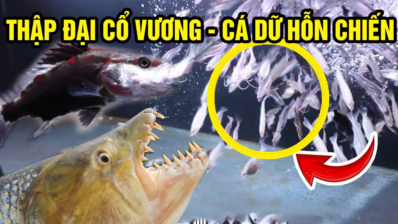 Review of TEN GREAT ANCIENT KINGS - The Chaotic Battle of the Genius Six Immortal Fish Part 1