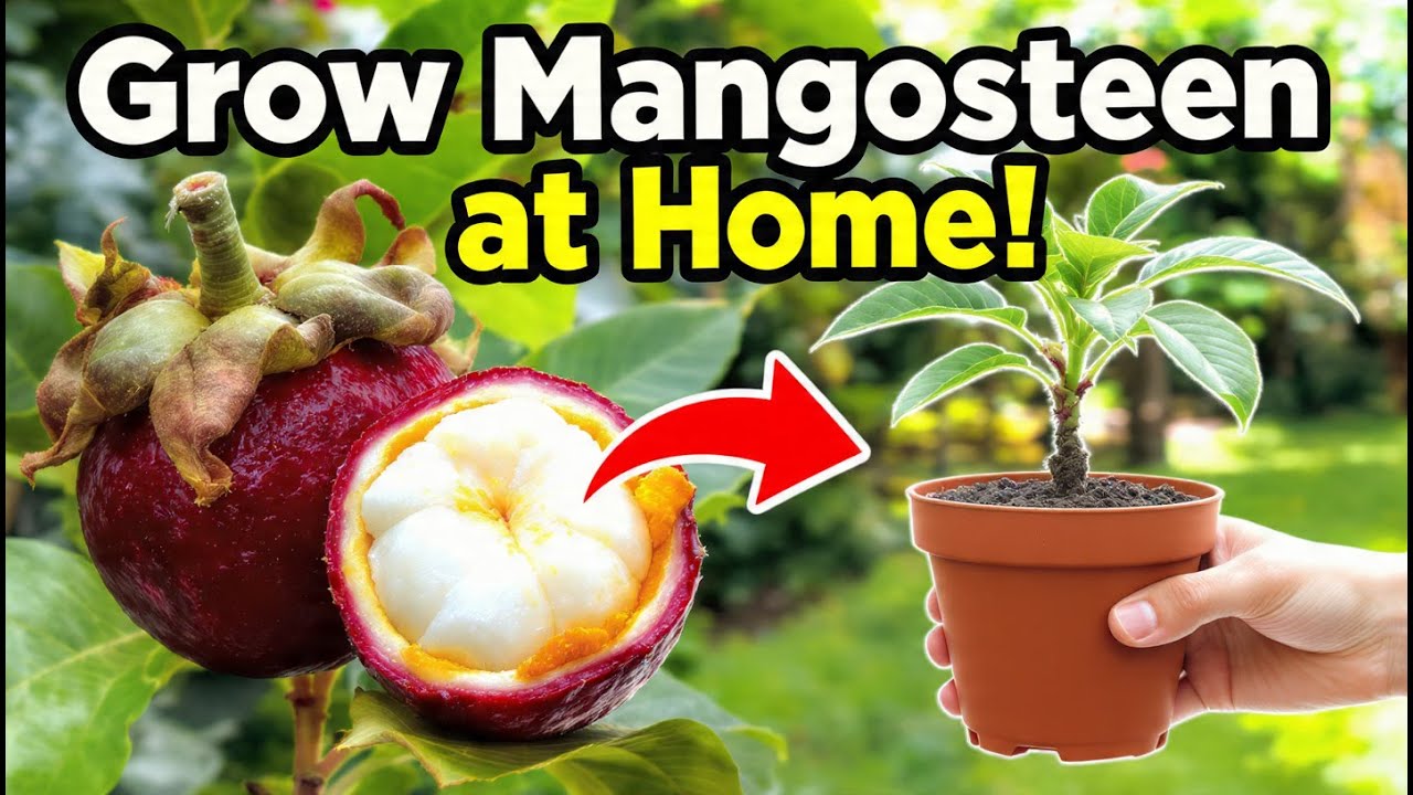 How to Grow Mangosteen at Home (Complete Guide)