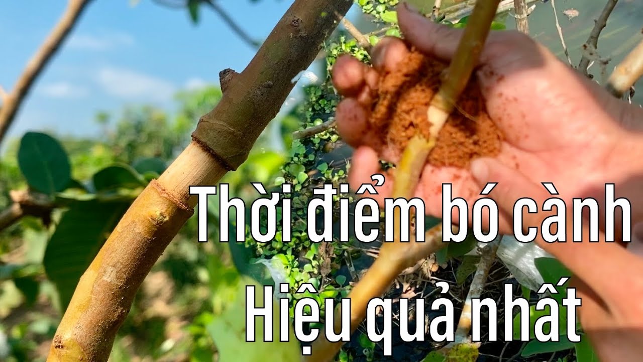 #69 Thời điểm Bó Bầu Cành Chiết giúp Cành Ra Rễ Hiệu Quả Cao | Giá Ổi Hôm Nay