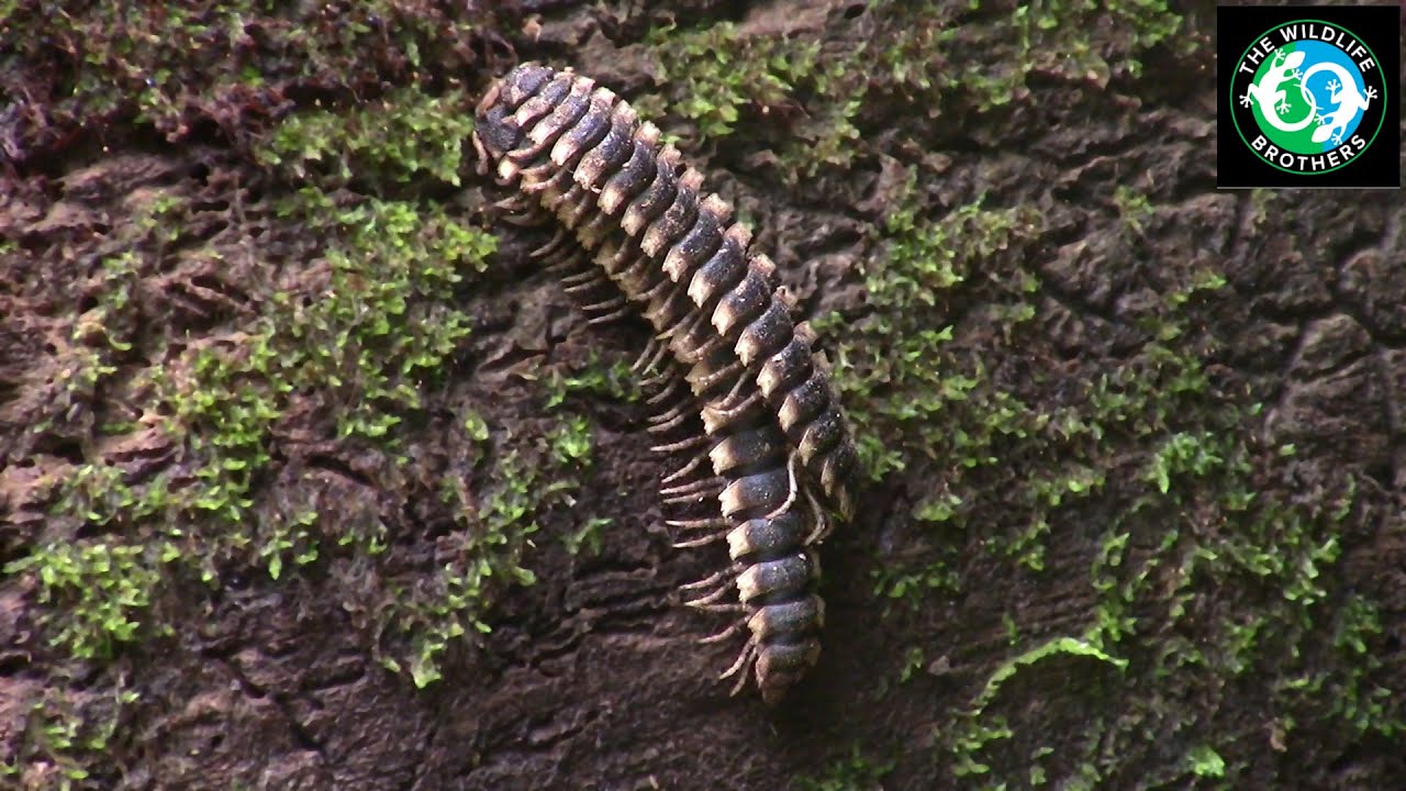 The WILDEST Invertebrates of Costa Rica!