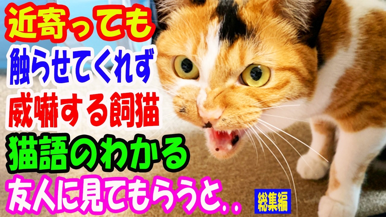 近くに寄っても触らせてもくれず威嚇する飼猫。猫の言っていることがわかるという友人に見てもらうと..【猫の不思議な話】【総集編】