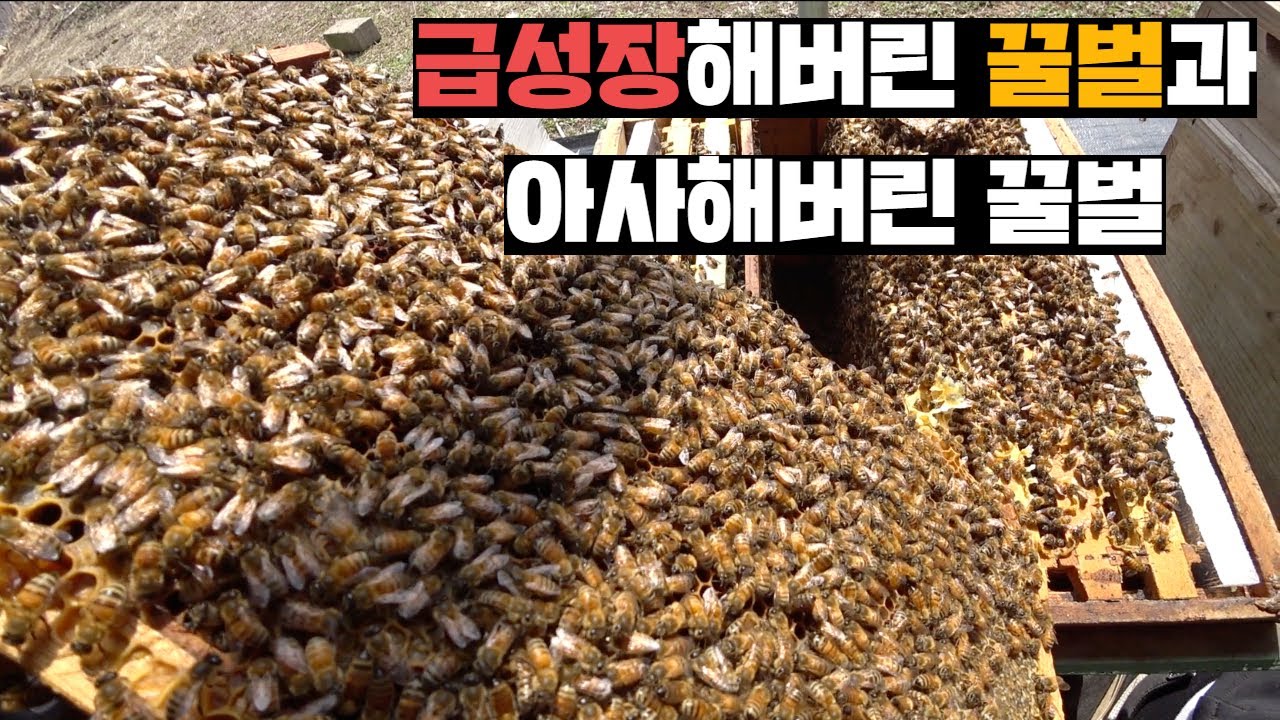 꽃샘추위에 전멸해버린 벌통과 엄청나게 세력이 강해진 벌통, 극과 극 3월의 양봉장