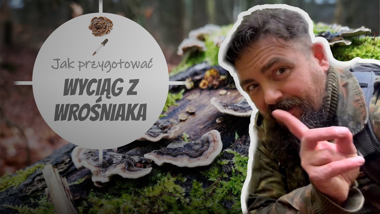 Trametes versicolor – przepis na silny ekstrakt leczniczy krok po kroku