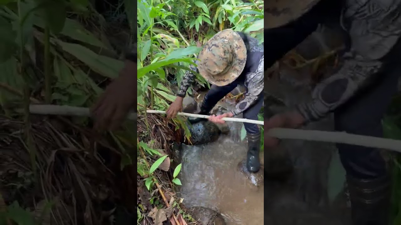 Mabisang paraan sa paghuli ng kasili