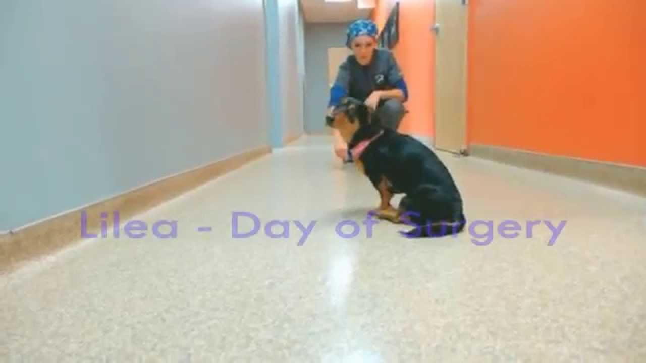 Lilea has Neurosurgery at Colorado Canine Orthopedics & Rehab