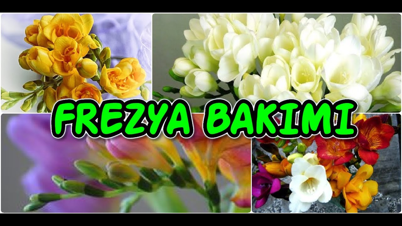 FREZYA ÇİÇEĞİ BAKIMI