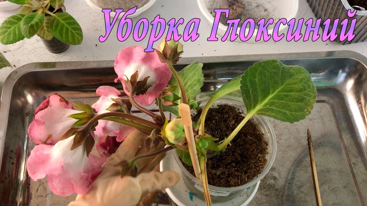 Уборка Глоксиний