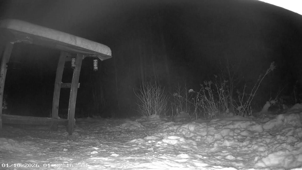 Wildcam in Sweden - Deer, badgers, pine marten, squirrels, birds and more!