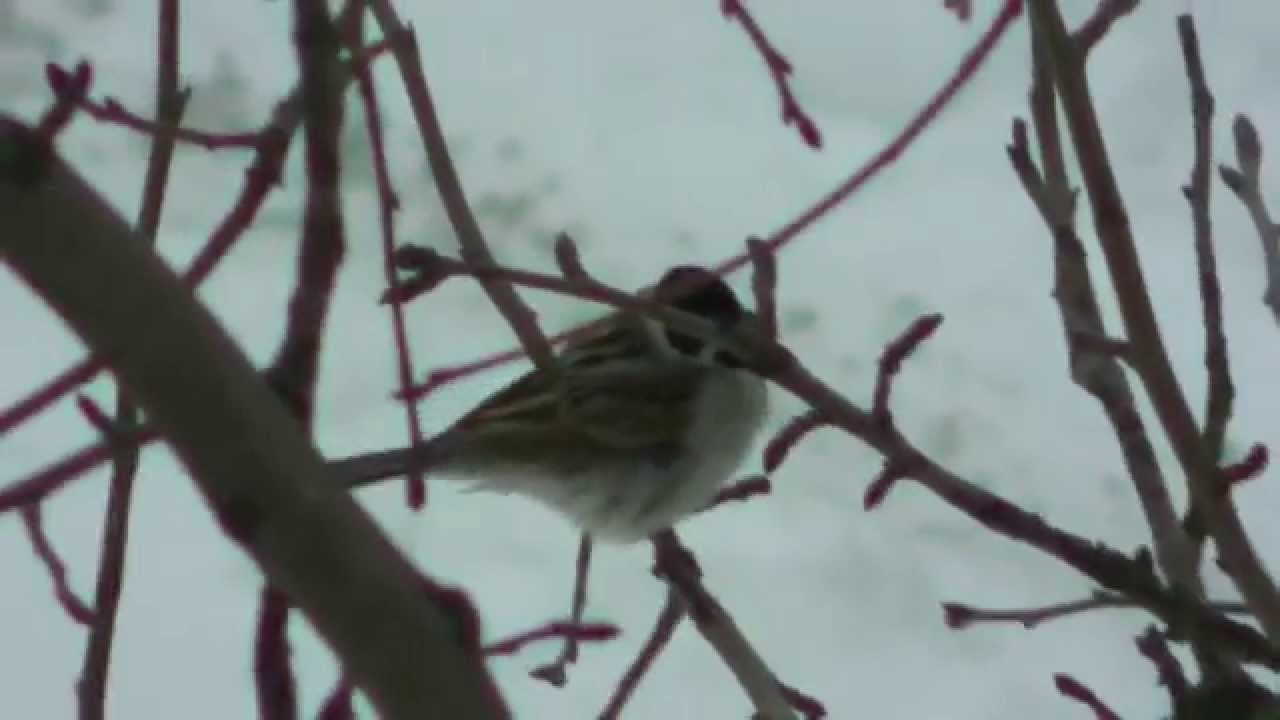 POTRZOS (Emberiza schoeniclus)