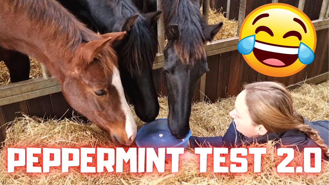 The funniest Peppermint test 2.0 ever | all horses! | 3 types | Friesian Horses