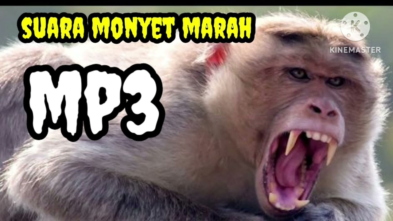 SUARA MONYET MARAH/NGAMUK
