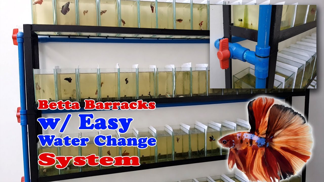 How to Build a Betta Rack with Easy Water Change System