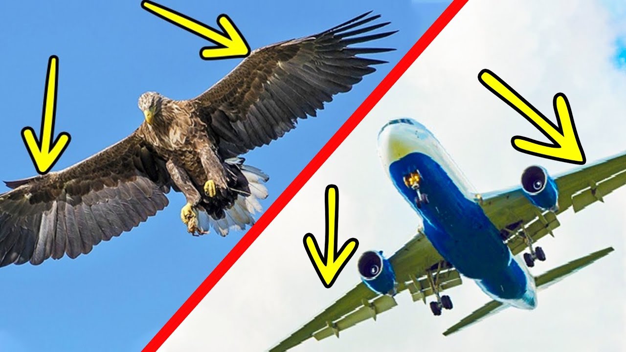 11 awesome technologies Inspired by animals ✈️🦅