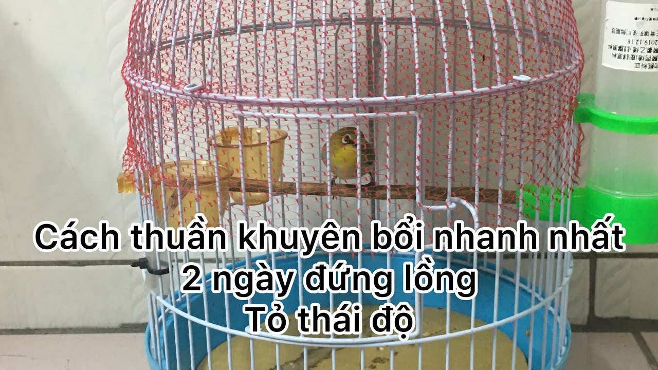 Cách thuần khuyên bổi nhanh nhất- và quy trình tuần thuần khuyên bổi, phần 1