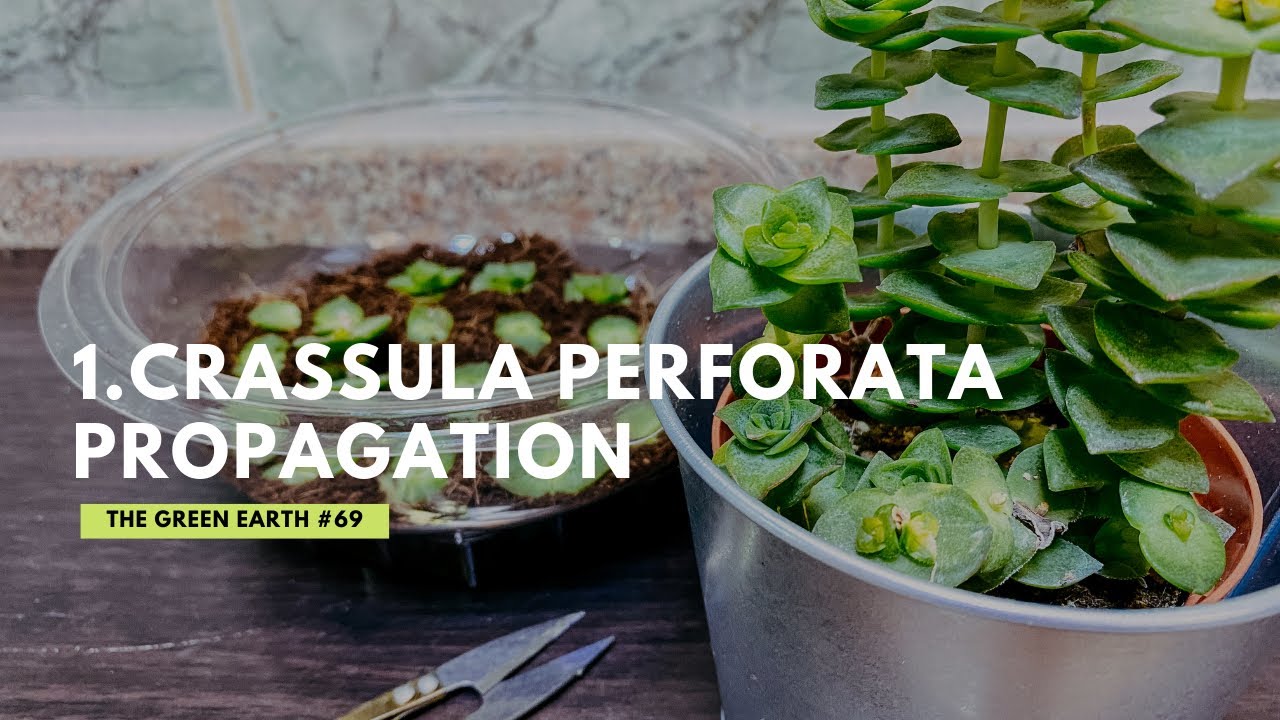 Crassula Perforata or Crassula Perfossa Propagation | Gardening at Home