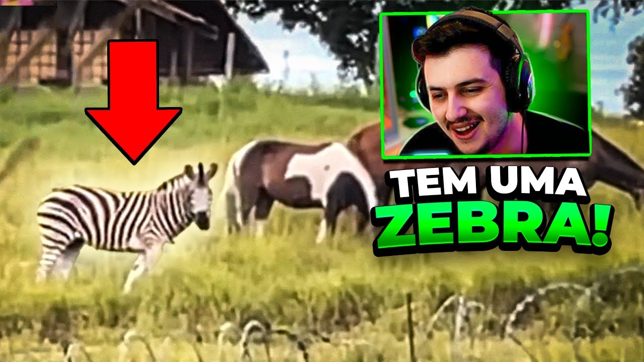 GABE REAGINDO AO XRACING E DO NADA TEM UMA ZEBRA