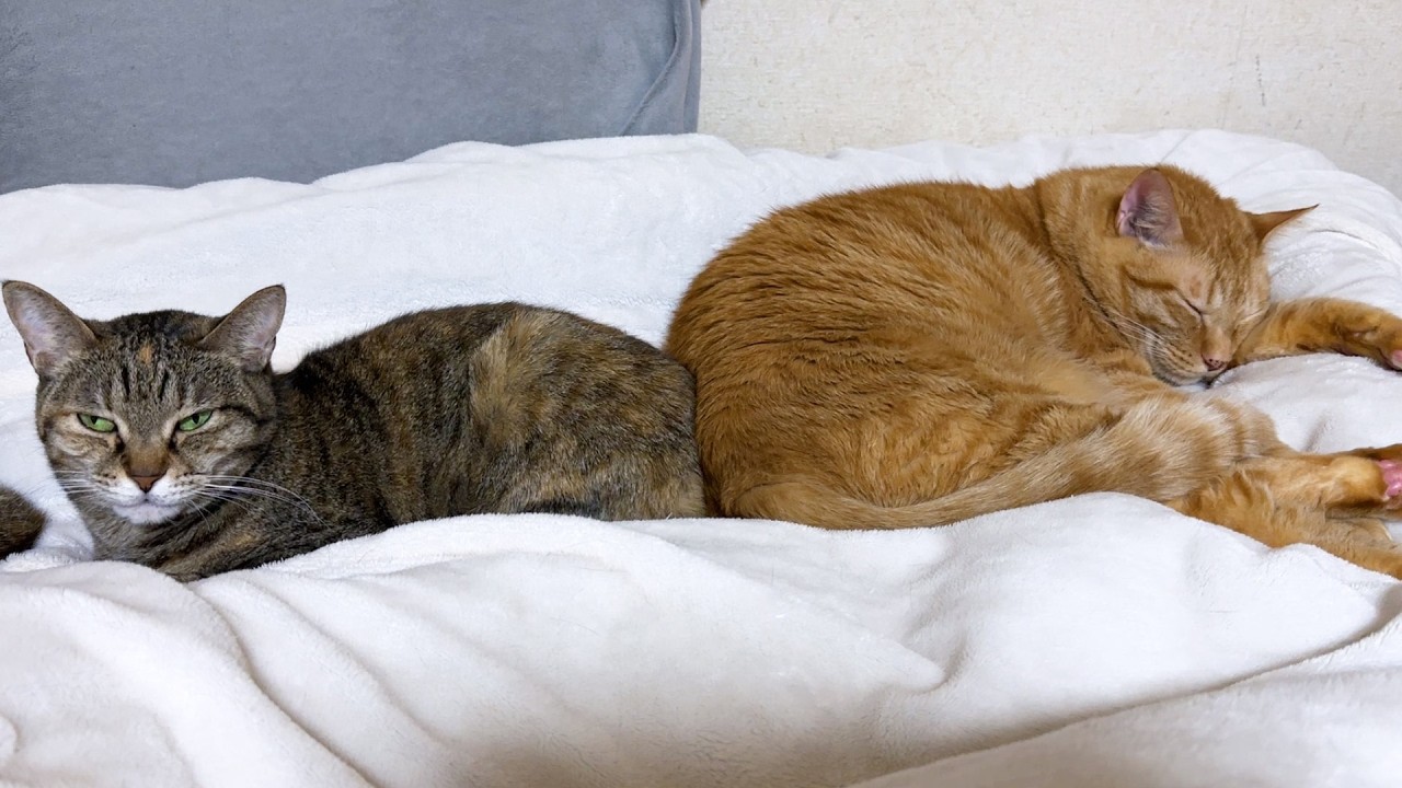 柴犬や後輩猫と先輩猫たちから信頼される茶トラ猫は忙しい