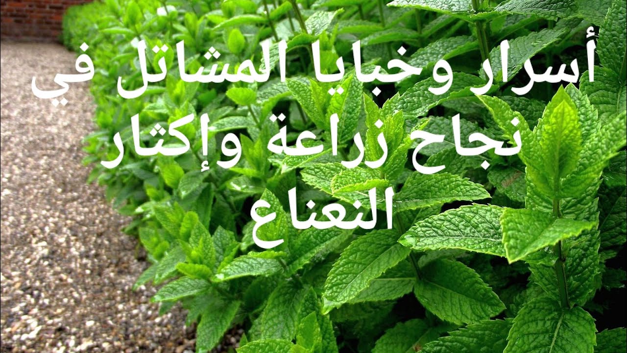 لما تشوف حد خبرة ٤٠ سنة في المشاتل وهو بيعلمك تزرع النعناع ازاي والميعاد المناسب بتفرق كتير