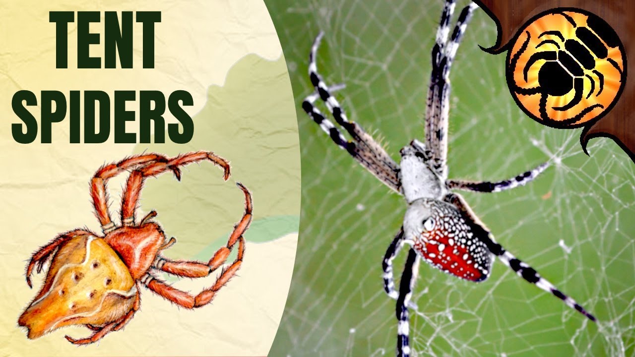 TENT SPIDERS | A Guide to Australian Spiders