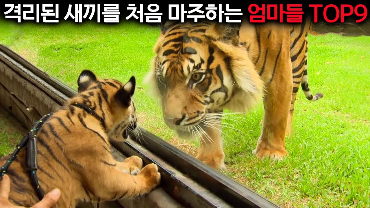 엄마 저에요!