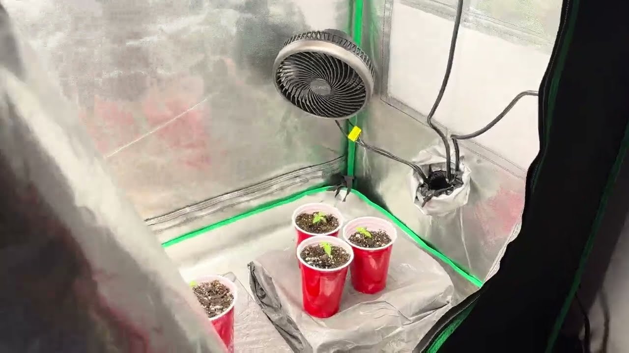 Sour Orange Cookies by DANK Seeds Day 7