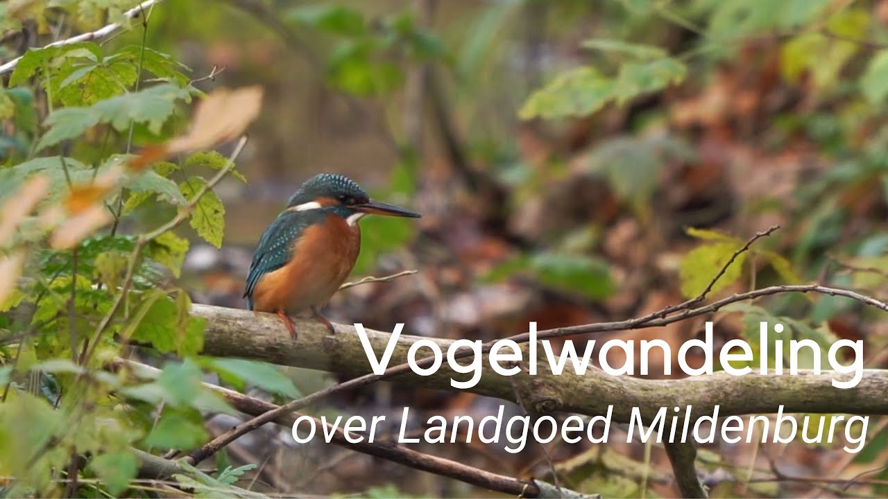 Vogelwandeling over Landgoed Mildenburg #1140