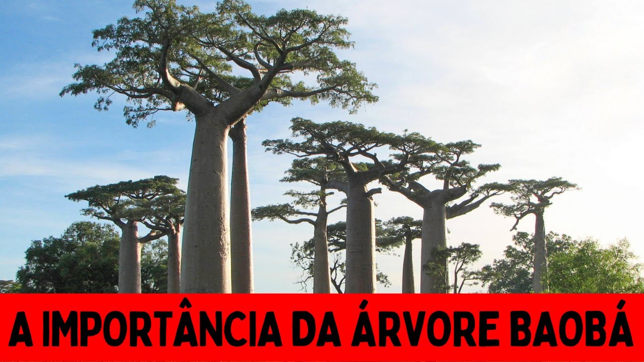 IMPORTÂNCIA DA ÁRVORE BAOBÁ PARA ÁFRICA