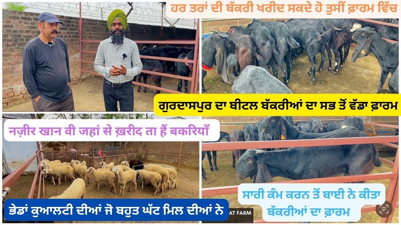 ਨੌਕਰੀ ਛੱਡ ਕੇ ਖੋਲਿਆ ਗੁਰਦਾਸਪੁਰ ਵਿੱਚ ਬੱਕਰੀਆਂ ਦਾ ਫ਼ਾਰਮ (Fateh goat farm) नौकरी छोड़ खोला बीटल बकरी फार्म