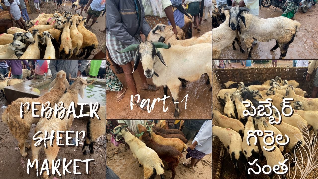 పెబ్బేర్ గొర్రెల సంత ధరలు | PEBBAIR SHEEP MARKET | INDIA'S LARGEST SHEEP MARKET