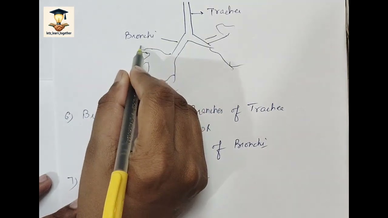 Topic : Human Respiratory System 