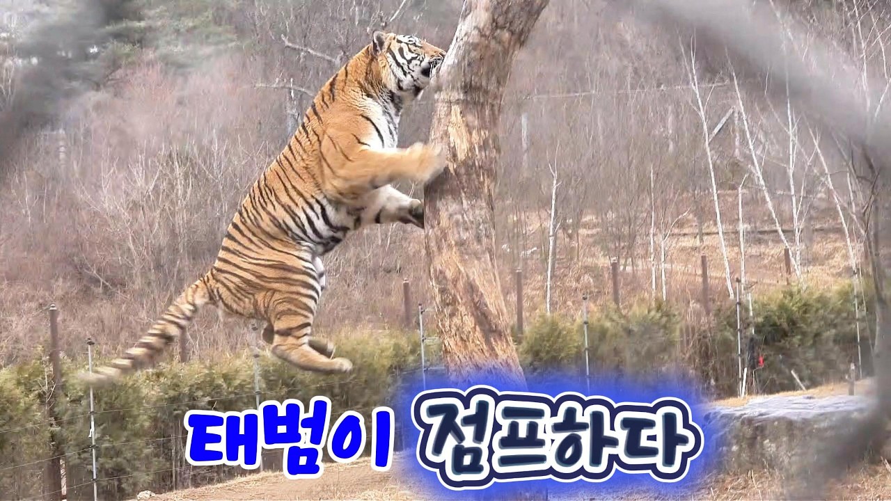 태범이 점프하다(2026 03 02)(봉화sun)(호랑이숲)