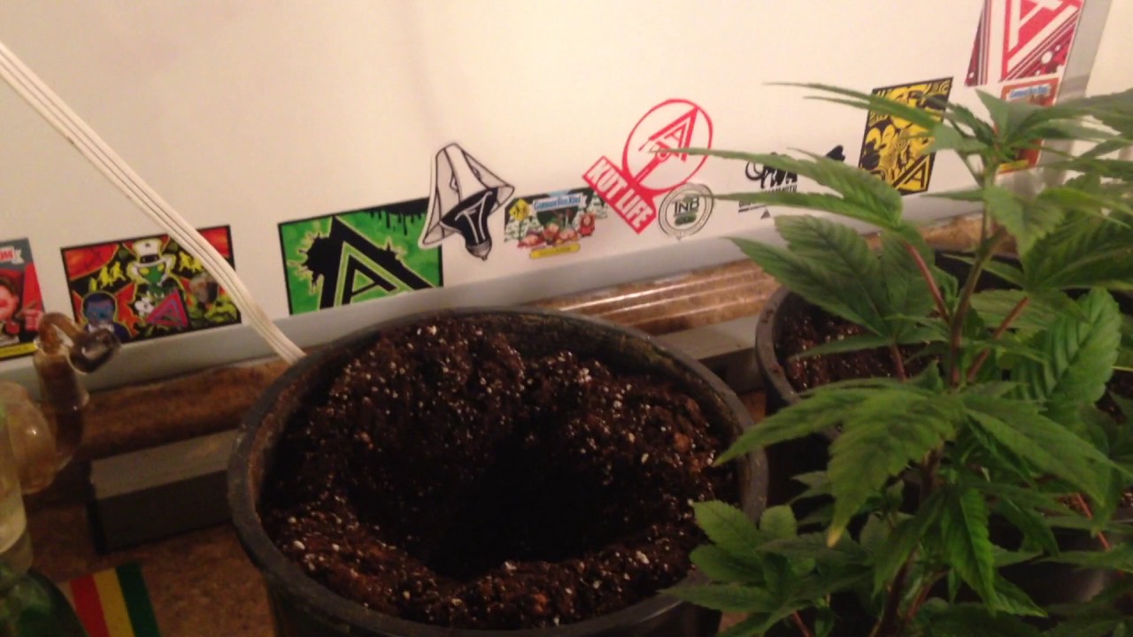 Root bound Plants! (what to do, and things to look for)