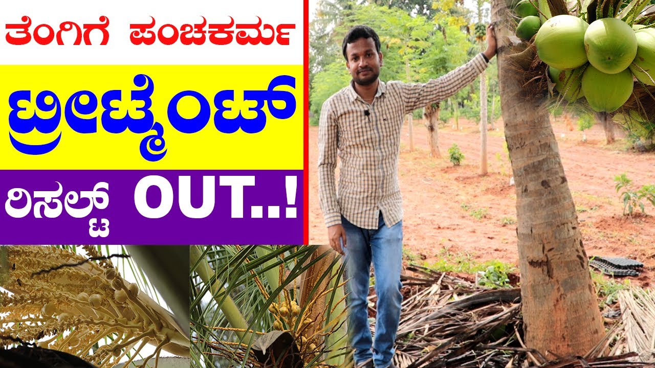 ತೆಂಗಿನ ಮರಗಳಲ್ಲಿ ಇಳುವರಿ ಹೆಚ್ಚಳ ಪ್ರಯೋಗ ಸಕ್ಸಸ್ | Highyield experiment in coconut- Part 2